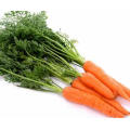 Organic Fresh Carrot from China